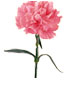 Carnation Flower