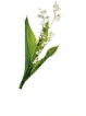 Lily of the Valley Flower