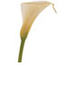 Calla Lilly Flower