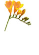 Freesia Flower