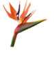 Bird of Paradise Flower