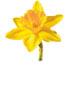 Daffodil Flower