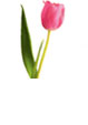 Tulip Flower