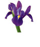 Iris Flower