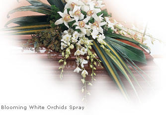 Funeral Flowers White Orchid Casket Spray