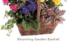 Blooming Garden Basket of Plants