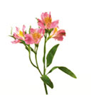 Alstroemeria Flowers
