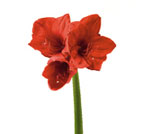 Amaryllis Flowers