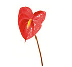 Anthurium Flowers