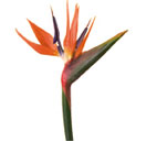 Birds of Paradise Flowers