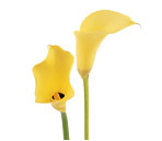 Miniature Calla Lilies