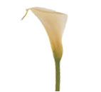 Calla Lily