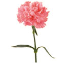 Carnation Flowers