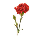 Miniature Carnation