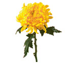 Yellow Mum Floower