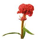 Coxcomb Flowers