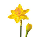 Daffodils