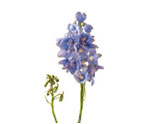 Delphinium Flowers