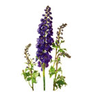 Delphinium Flowers