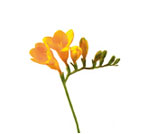 Freesia Flowers