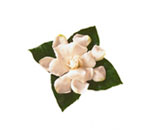 Gardenia Flowers