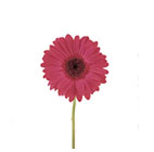 Gerbera Flowers