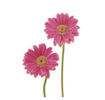 Gerbera Flowers