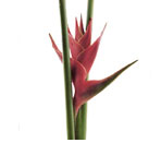 Heliconia Flowers