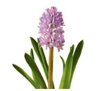 Hyacinth Flowers