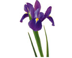 Iris Flowers