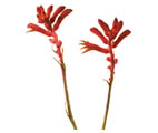 Kangaroo Paw