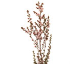 Leptospermum Flowers