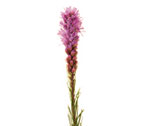 Liatris Flowers