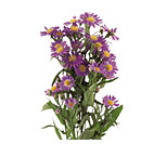 Monte Cassino Aster Flower