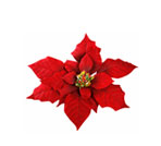 Poinsettia Flower