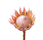 Protea Flower