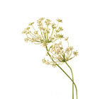 Queen Anne's Lace Flower