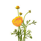 Ranunculus Flower