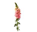 Snapdragon Flower