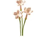 Stephantois Flower