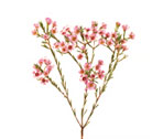 Waxflower