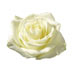 White rose