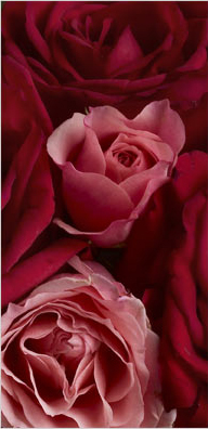 Signification des couleurs de roses | Informations | Botanica Fleuriste